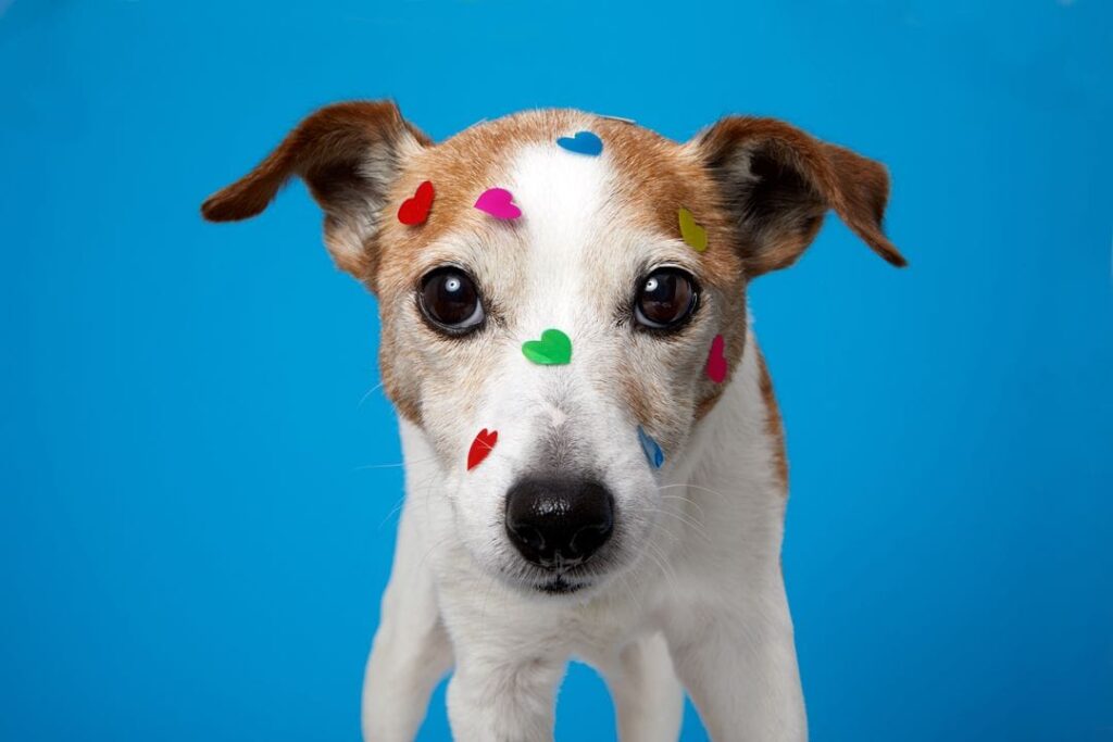 chien qui aime les autres mâles
