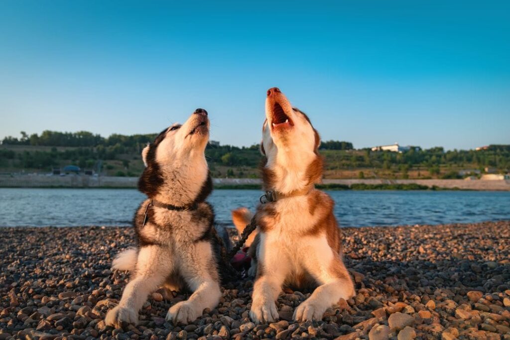 chien qui hurle