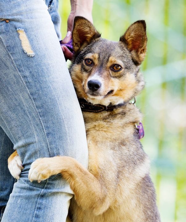 Chien qui fait un calin à sa maitresse