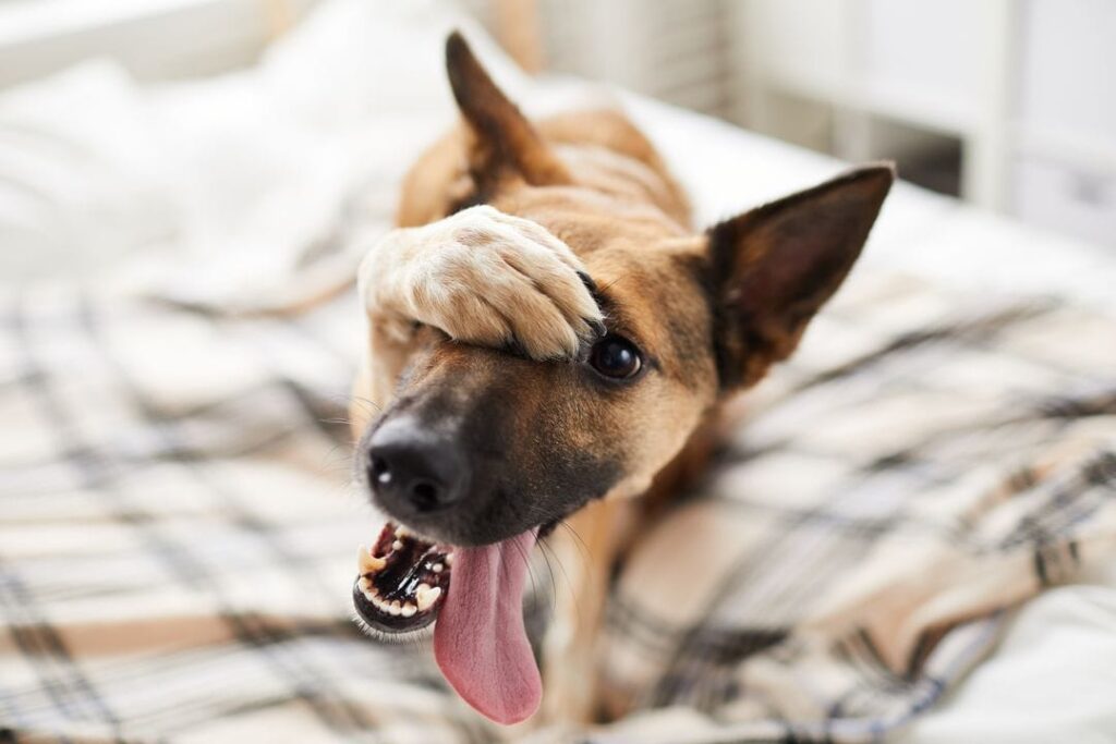 chien tetue
