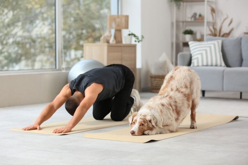 Doga avec berger australien
