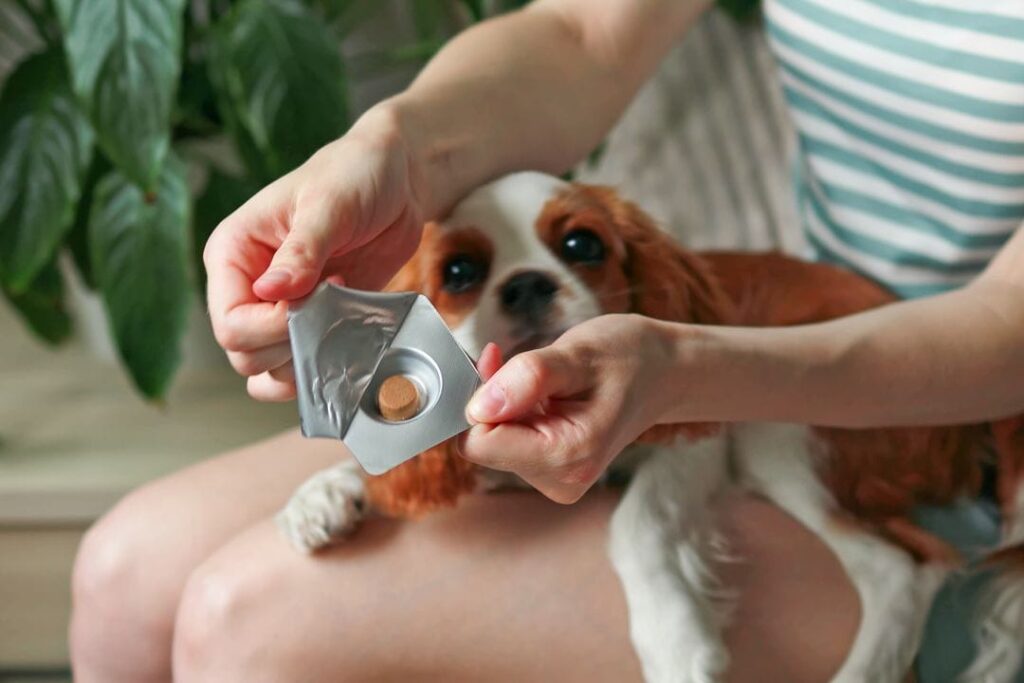 Bravecto sur Cavalier King Charles