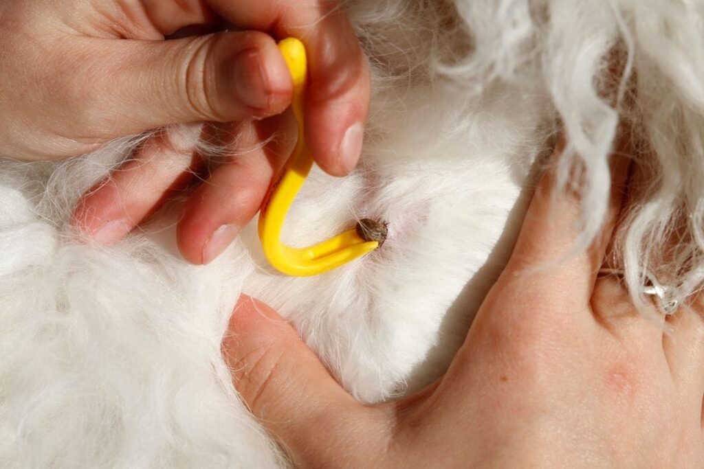 pince tire tique pour chien