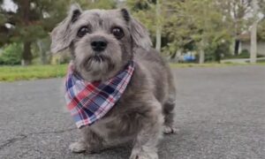 Chien qui a remarché auprès de son maître