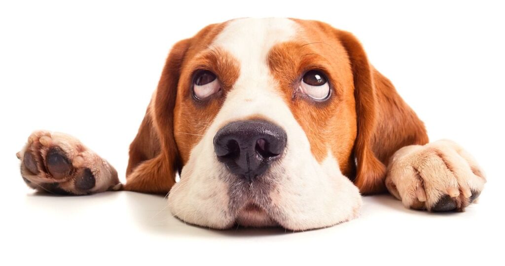 beagle tetu