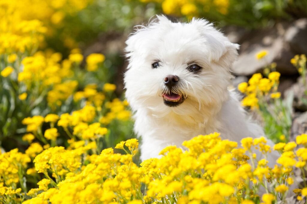 Bichon maltais