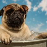 carlin qui prend un bain frais