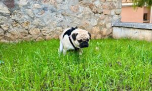 Un carlin qui fait caca dans la pelouse