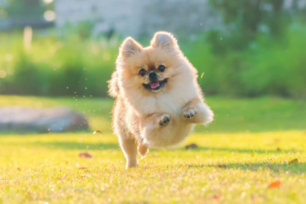 chien qui court apres avoir fait caca