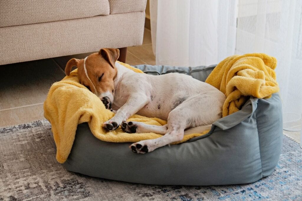 chien qui dort dans son panier