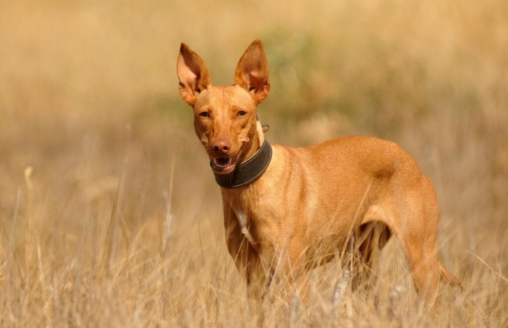 chien egyptien