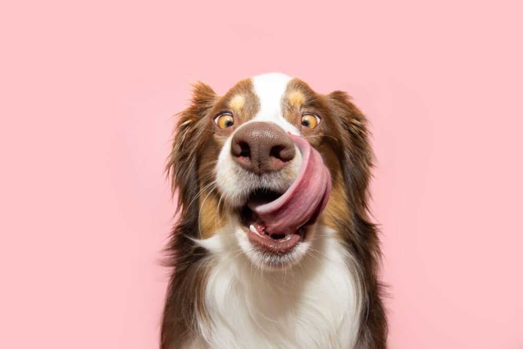 chien drole qui lèche