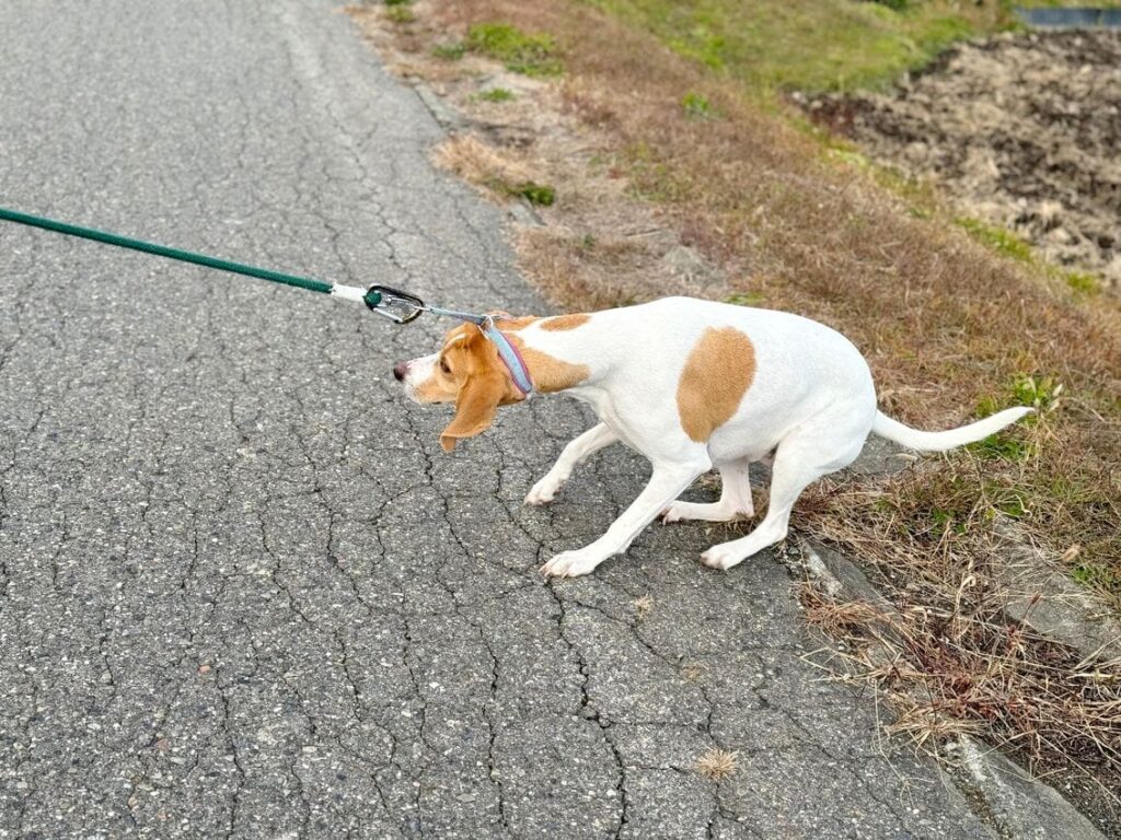 Un chien essaye de se sortir de son collier