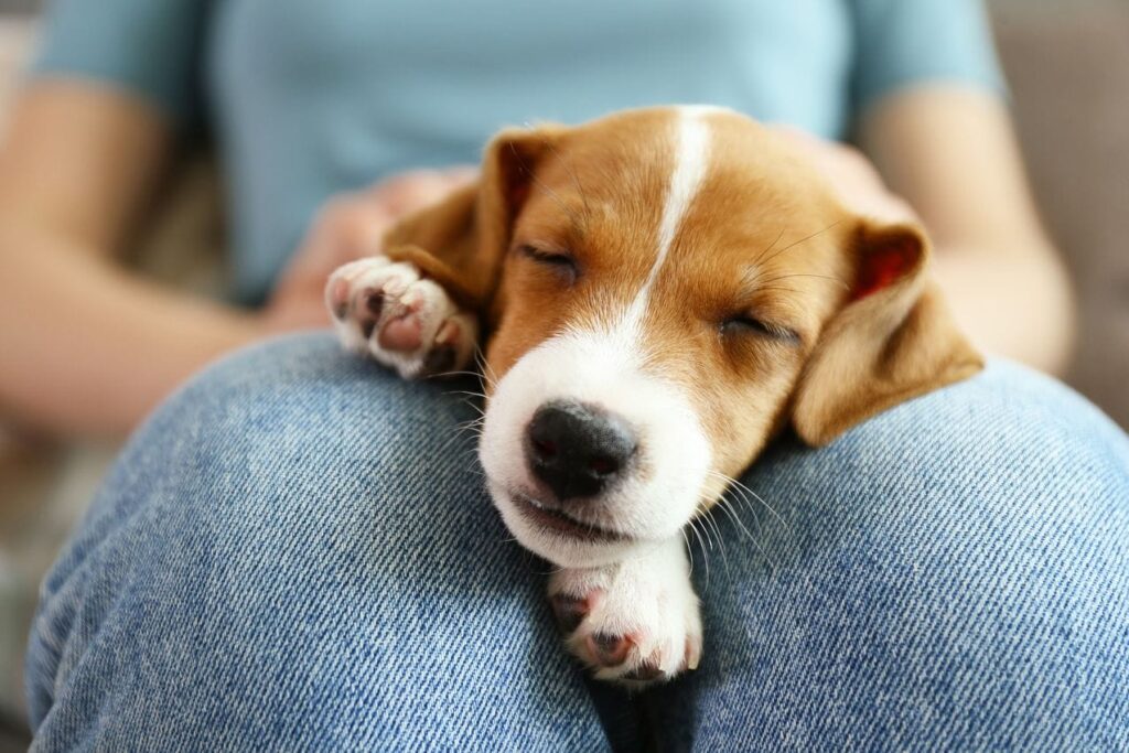 Un chiot jack russel qui dort sur des genoux
