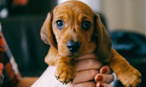 Un chiot marron trop mignon des les mains de sa maîtresse