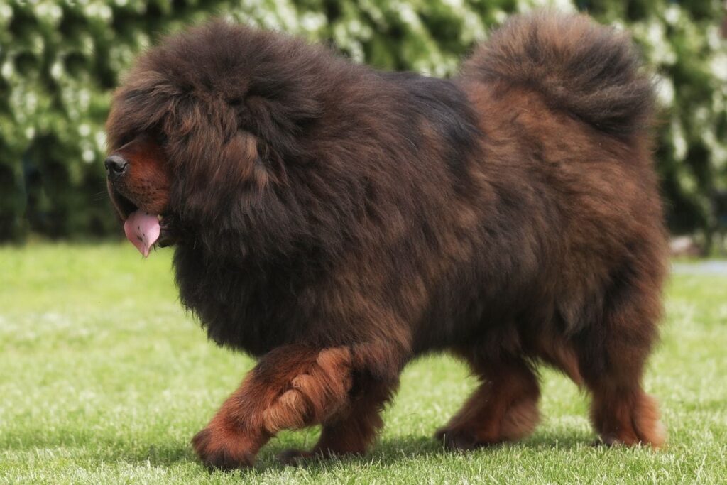 dogue du tibet