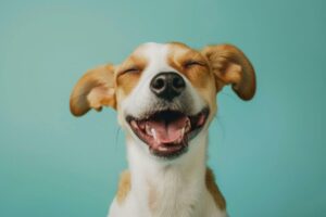 les races de chien tetues