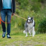 border collie en longe