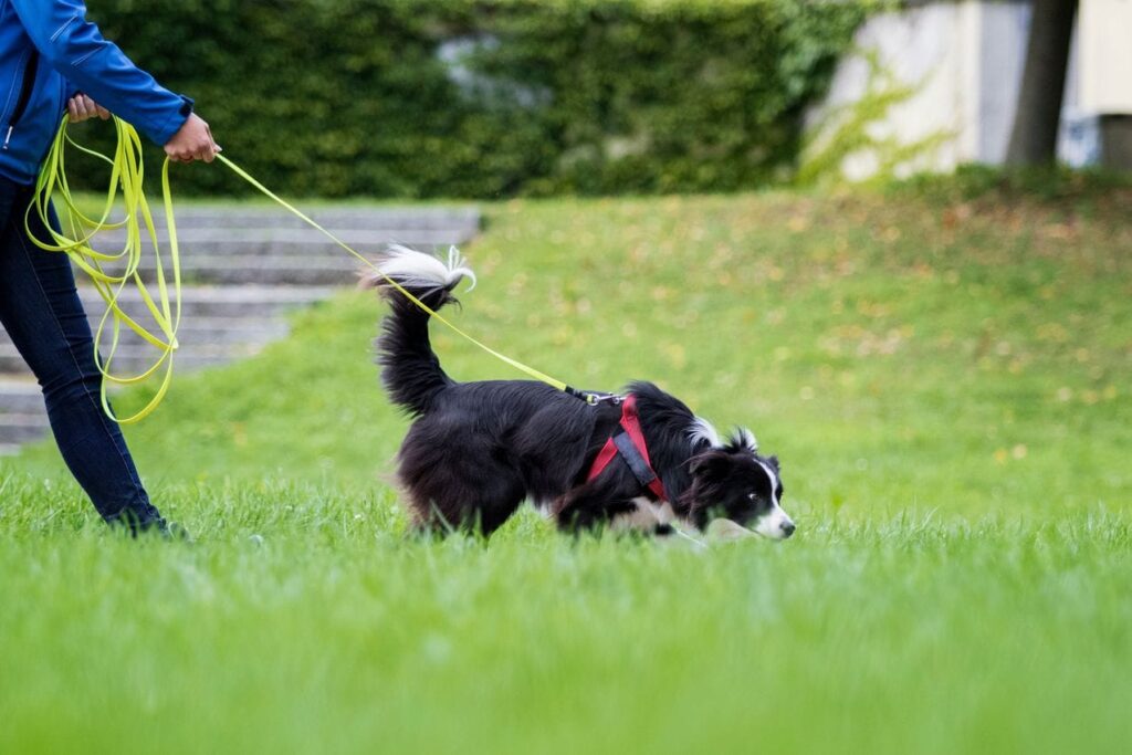 border collie en longe