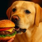 chien mange un hamburger