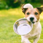 nourriture chien quand il fait chaud