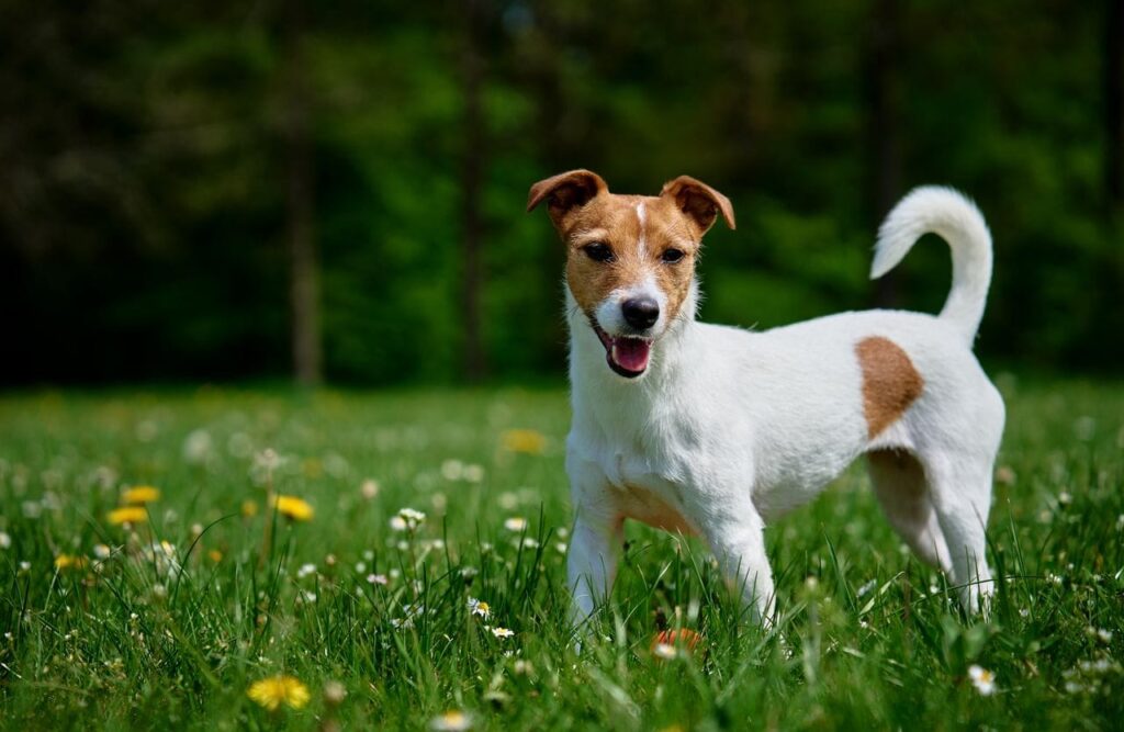un jack russel tetu