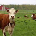 Troupeau de vaches dans un champs