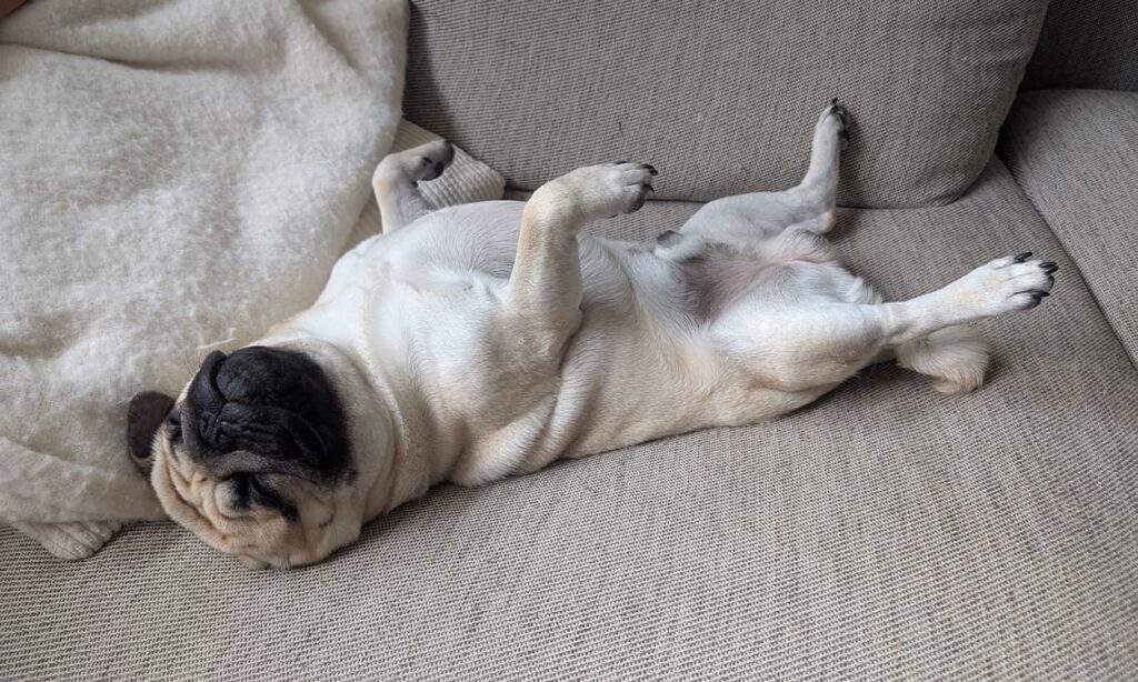 Un carlin qui dort sur le dos sur un canapé gris