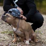 Un pitbull avec une casquette sur la tête accompagné de son maître