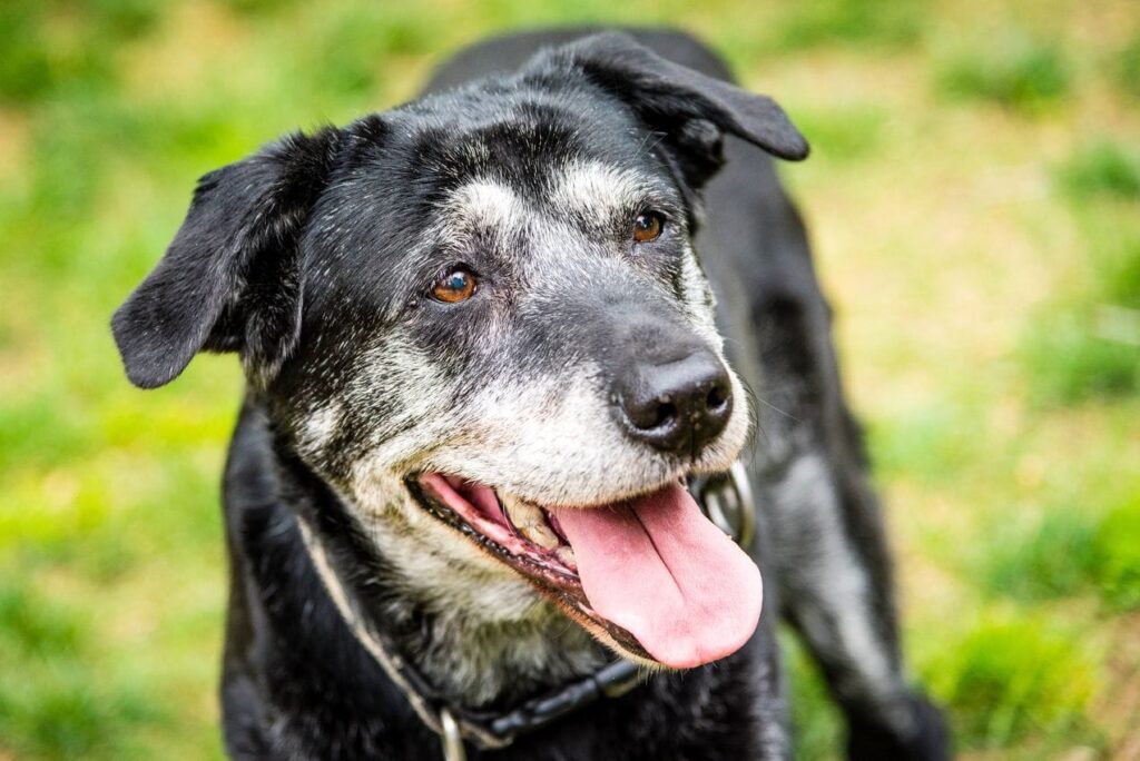 grand chien âgé